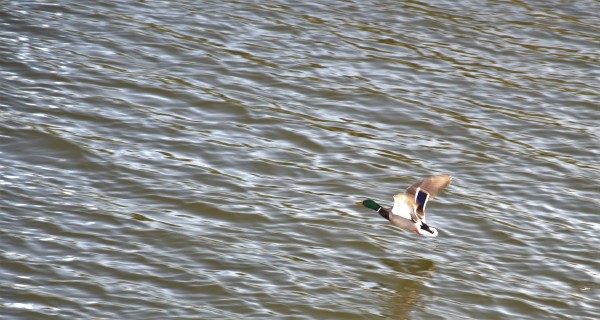 Ente auf der Elbe - (c) R Herling (bdm).jpg